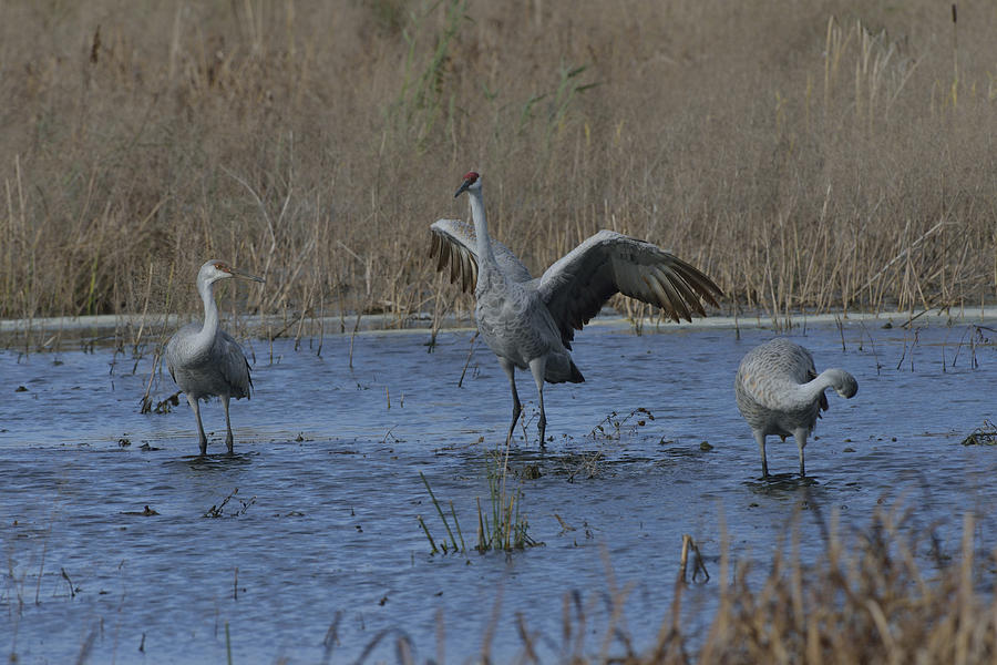 Sandhill Cranes on a wetland Photograph by Mark Wallner | Fine Art America