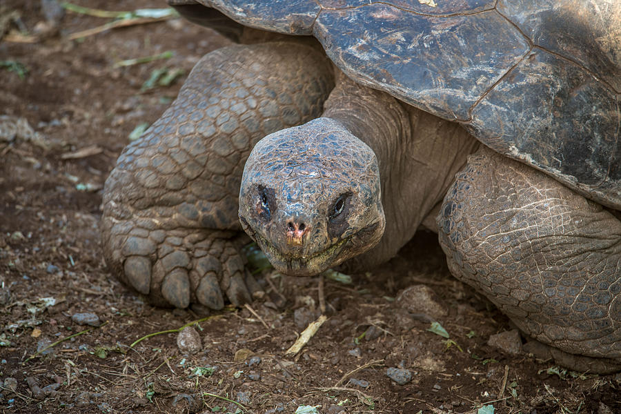 Santa Cruz Tortoise #4 Photograph by Harry Strharsky