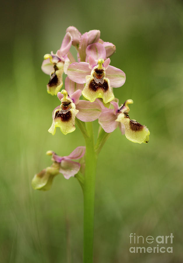 Sawfly orchid, Ophrys tenthredinifera #4 Photograph by Perry Van Munster