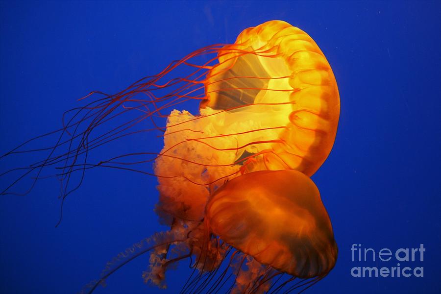 Nature Photograph - Sea Nettles #4 by Paulette Thomas