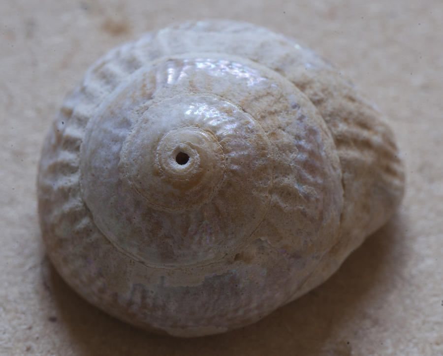 Sea shell #4 Photograph by Masami Iida