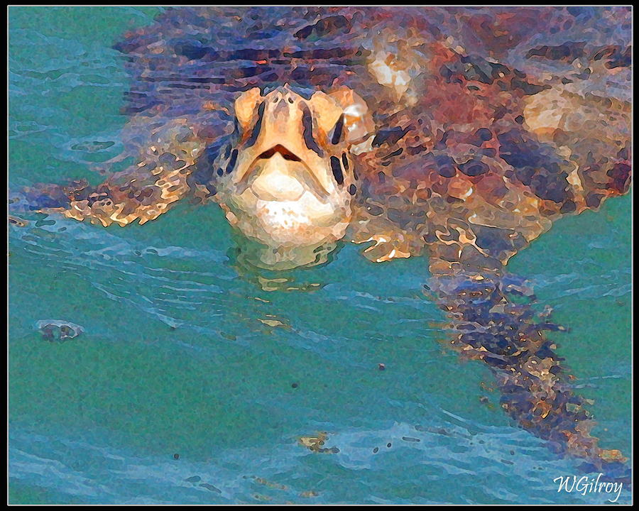 Wildlife Photograph - Sea Turtle  #1 by W Gilroy