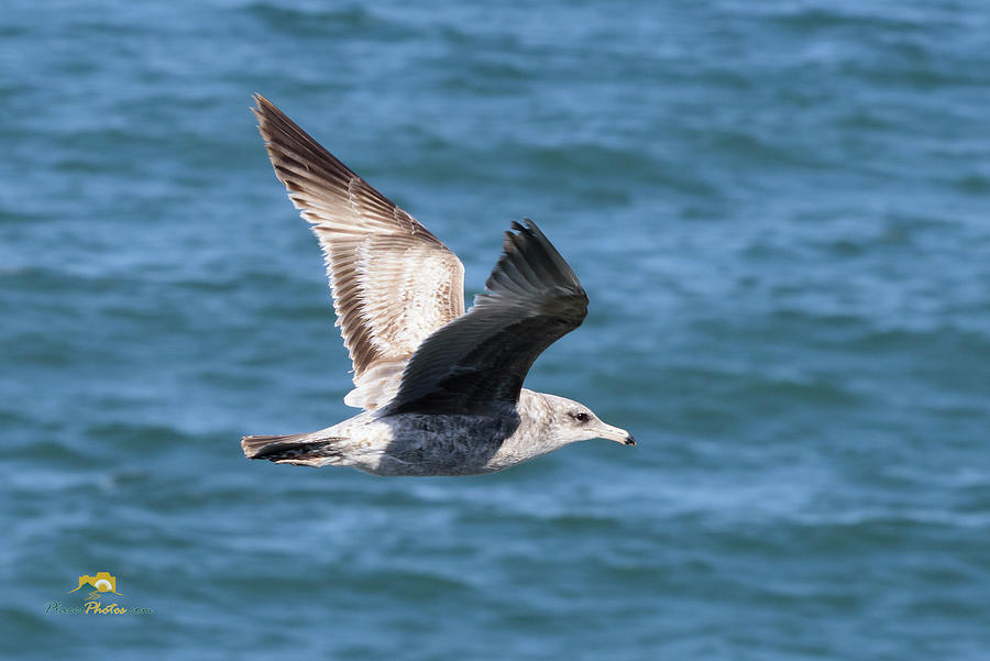 Seagull #1 Photograph by Jim Thompson