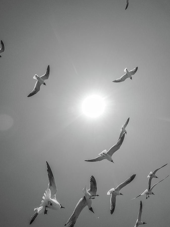 Seagulls Flying In The Sunny Sky #4 Photograph by Alex Grichenko