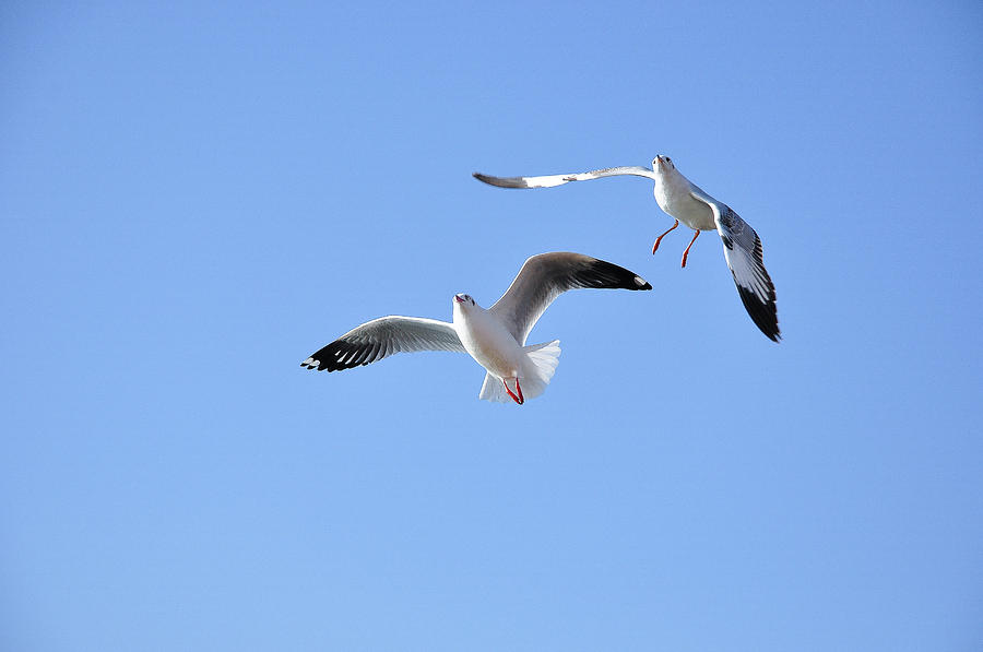 Seagulls in the sky #4 Photograph by Carl Ning