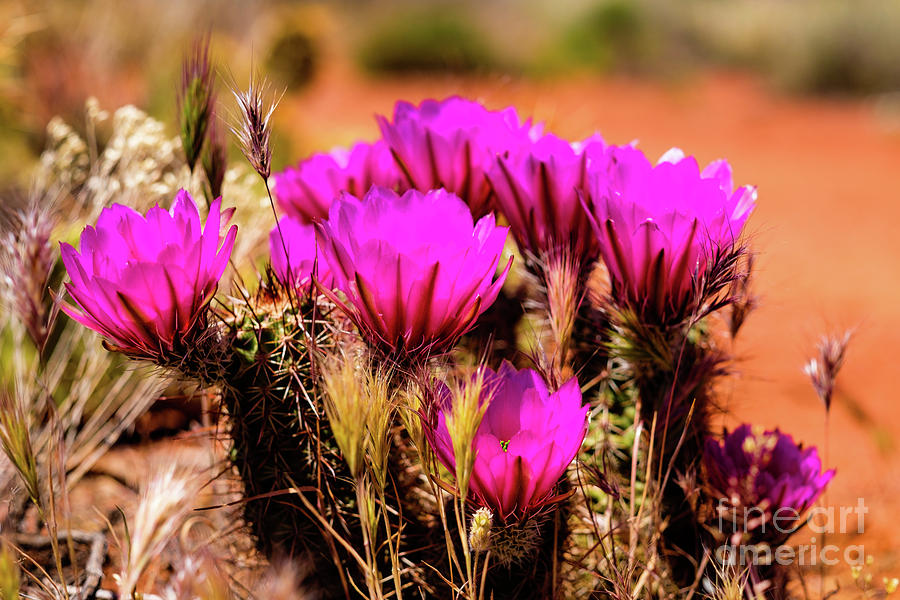 Sedona Cactus Flower #4 Photograph by Raul Rodriguez