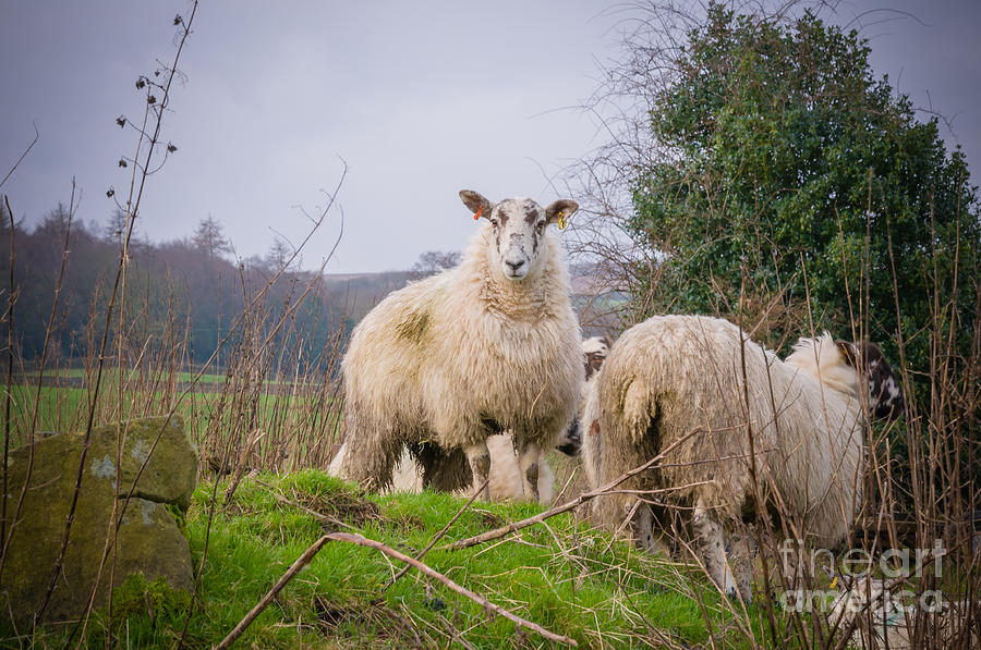 Sheep #4 Photograph by Mariusz Talarek