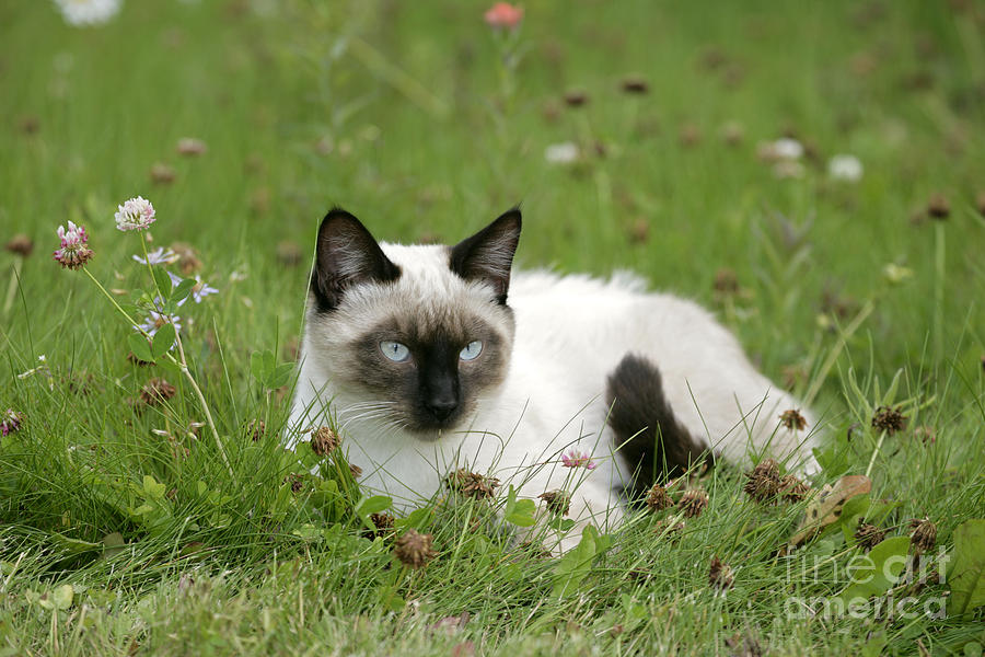 Siamese Cat #4 Photograph by Rolf Kopfle