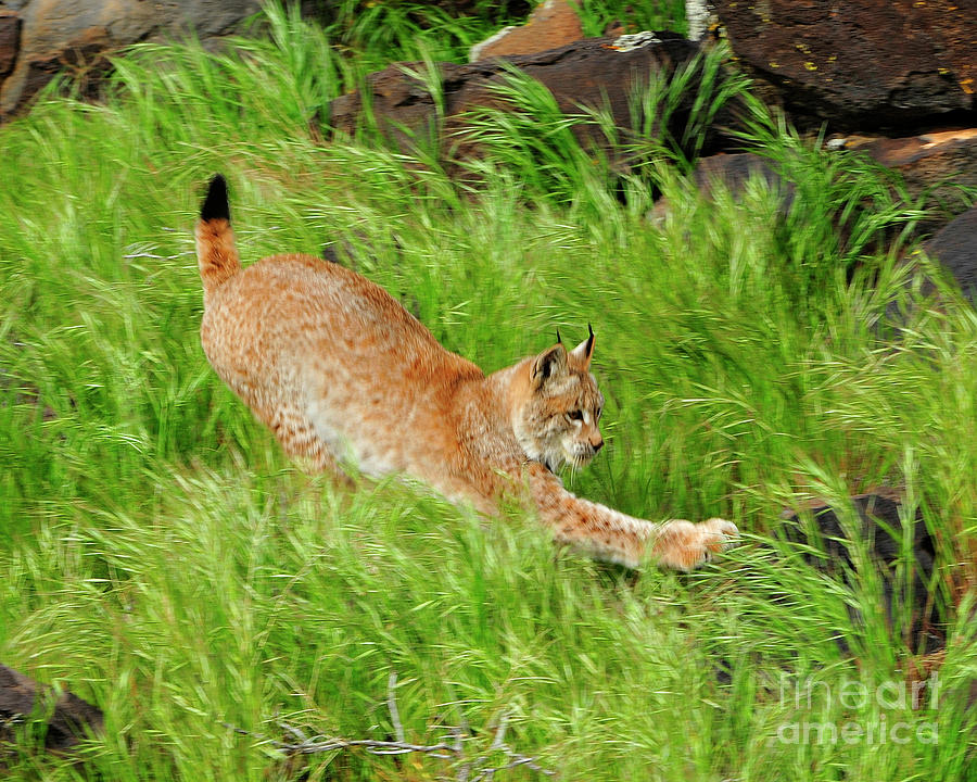 Siberian Lynx #4 Photograph by Dennis Hammer