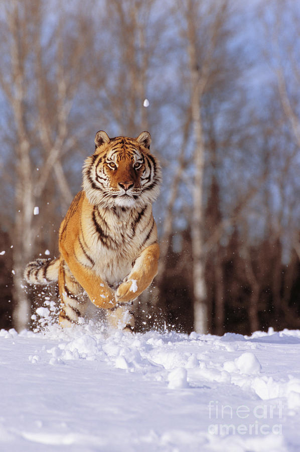 Siberian Tiger #4 Photograph by John Hyde - Printscapes
