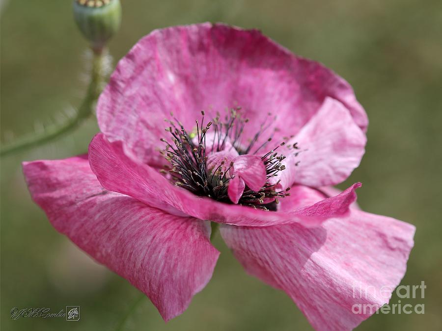 Single Merlot Rose Wine Poppy from the Angels Choir Mix #4 Photograph by J McCombie