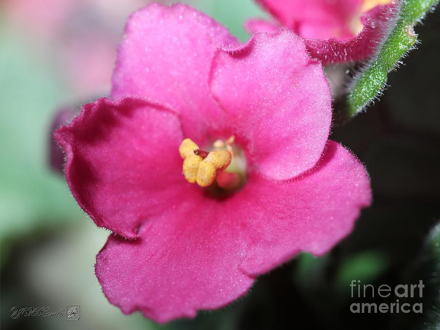 Single Rose Wine African Violet #1 Photograph by J McCombie
