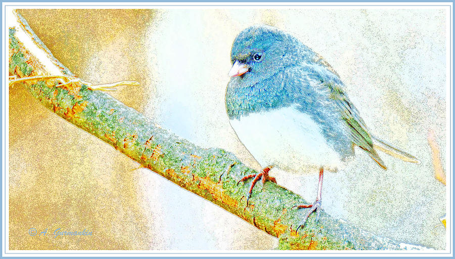 Slate Colored Junco Snowbird Male Animal Portrait #4 Digital Art by A Macarthur Gurmankin