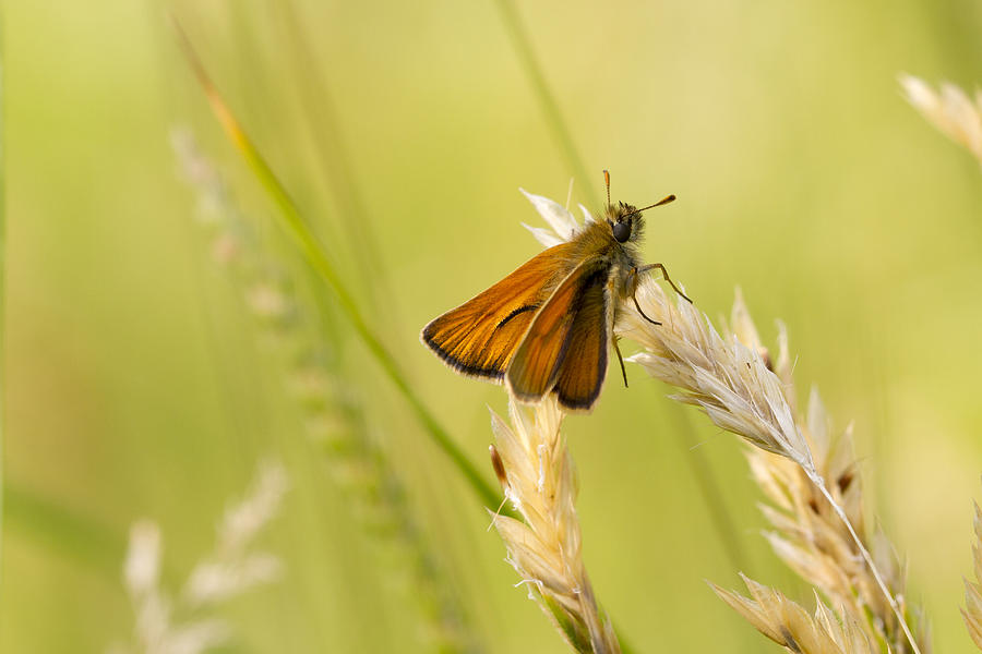 Small Skipper  #4 Photograph by Chris Smith
