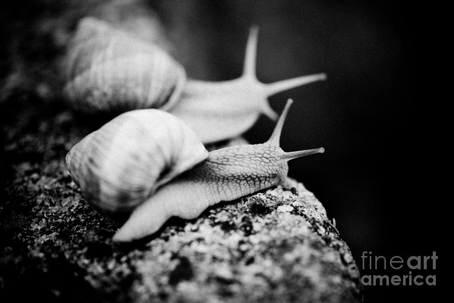 Snail crawling on the stone Artmif #4 Photograph by Raimond Klavins