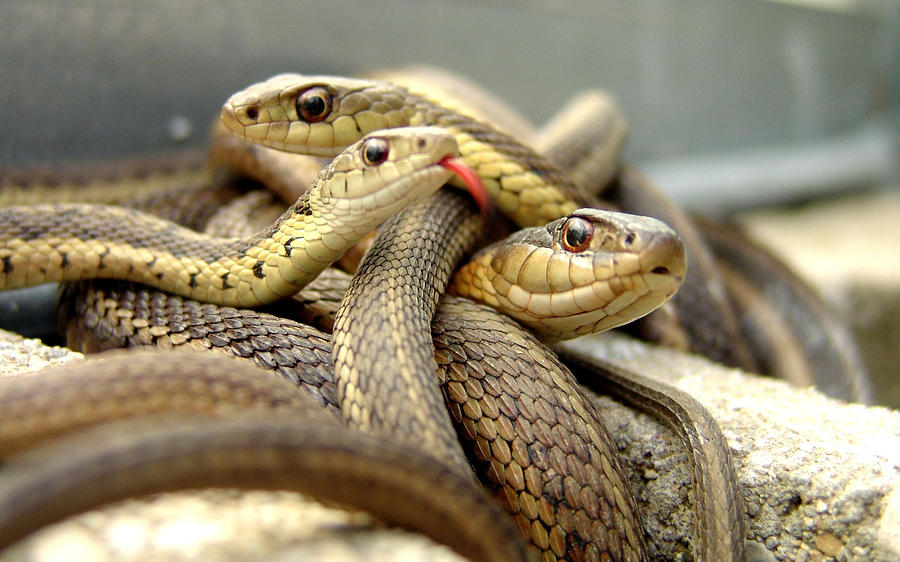 Snake Photograph - Snake #4 by Mariel Mcmeeking