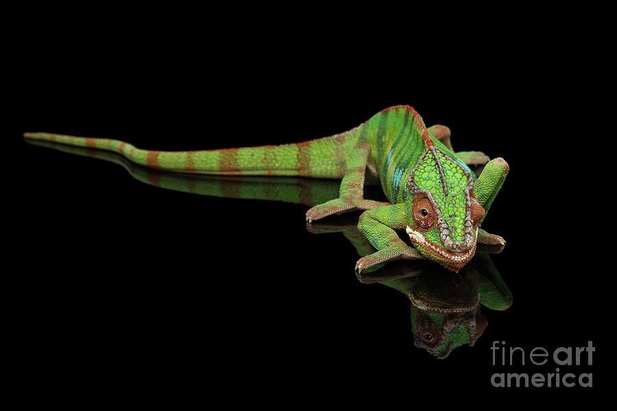 Wildlife Photograph - Sneaking Panther Chameleon, reptile with colorful body on Black Mirror, Isolated Background by Sergey Taran