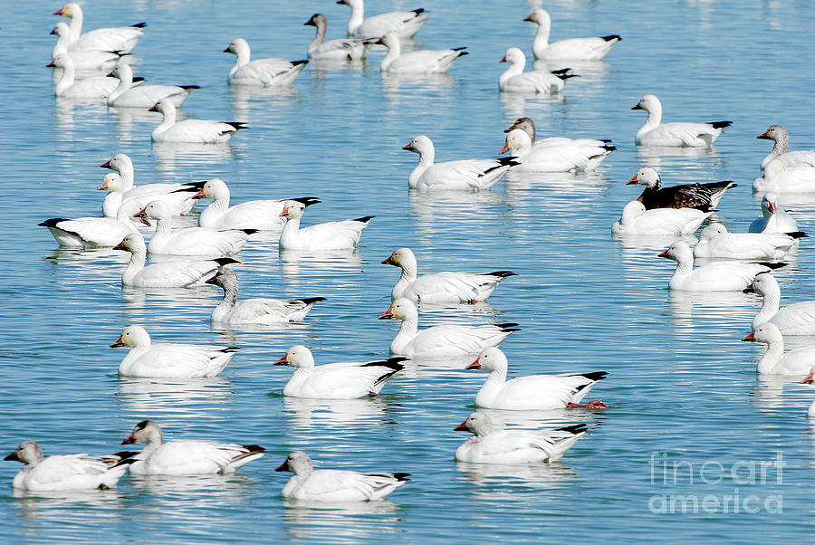Snow Geese #4 Photograph by Dennis Hammer