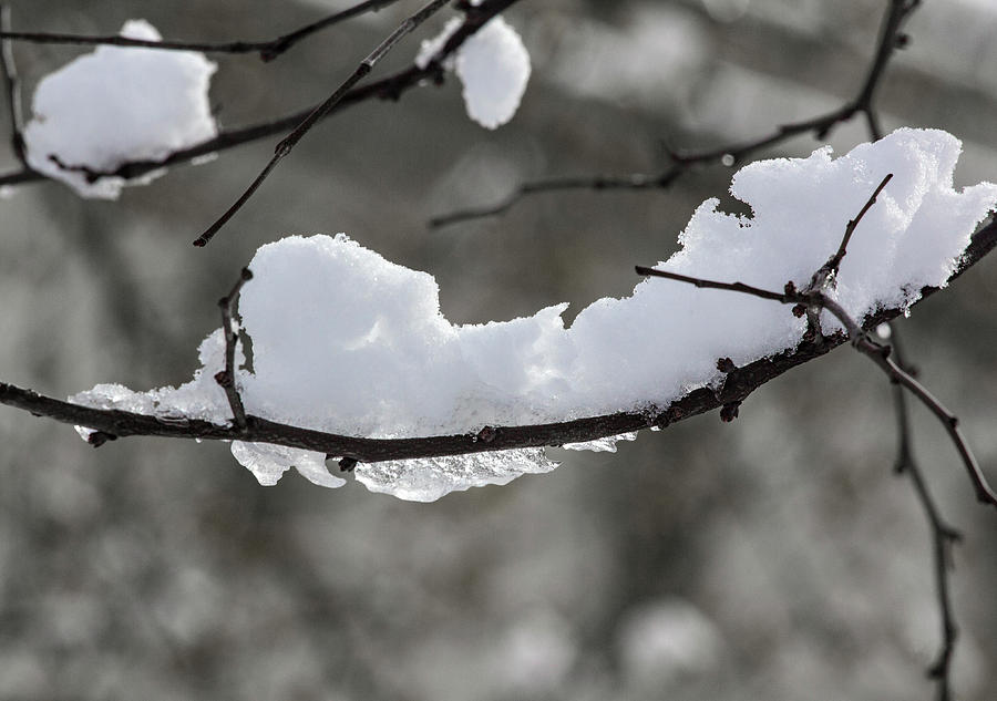 Snow Ice and Branches #4 Photograph by Robert Ullmann