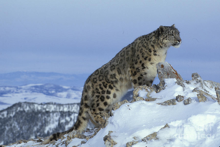 Snow Leopard #4 Photograph by Jean-Louis Klein & Marie-Luce Hubert