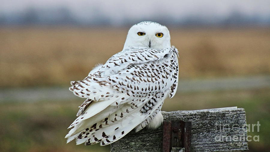 Owl Photograph - Snow Owl #5 by Erick Schmidt