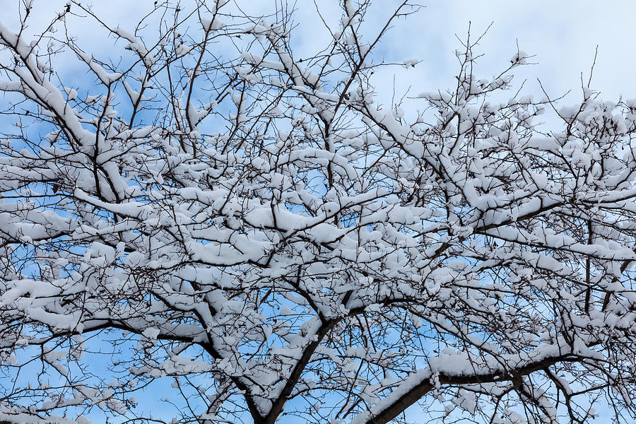 Snow Trees and Sky #4 Photograph by Robert Ullmann