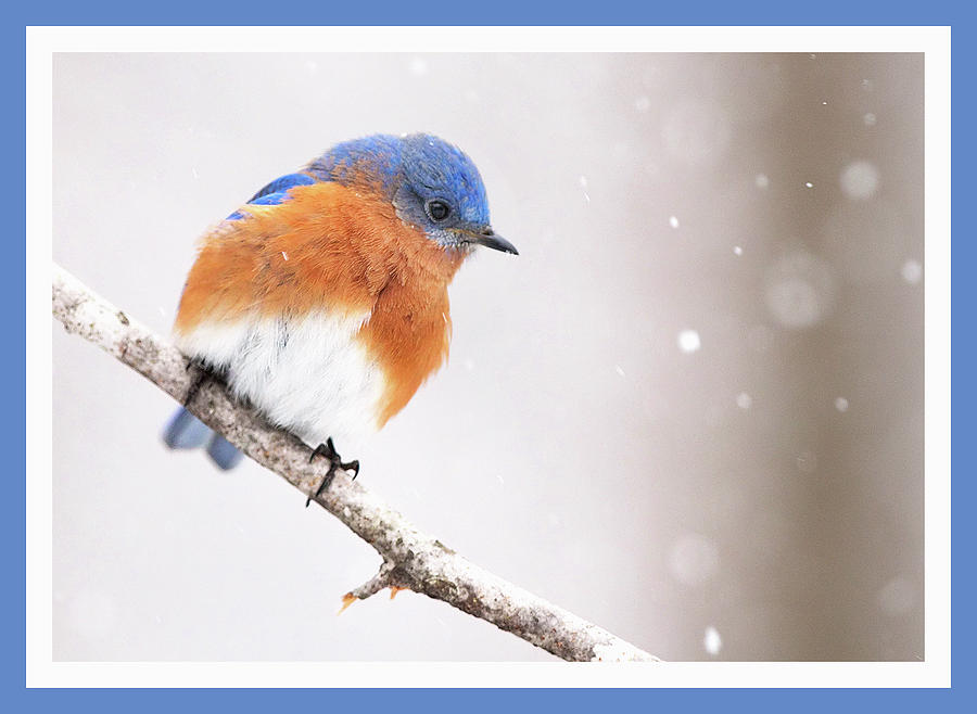 Snowy Bluebird #4 Photograph by Jack Nevitt