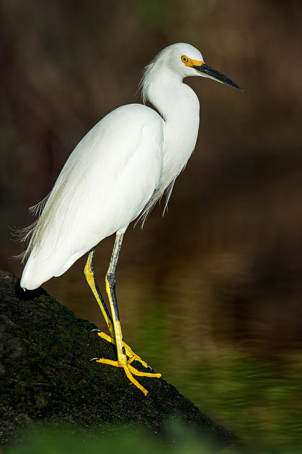 Snowy Egret Egretta Thula, Tortuguero #4 Photograph by Panoramic Images