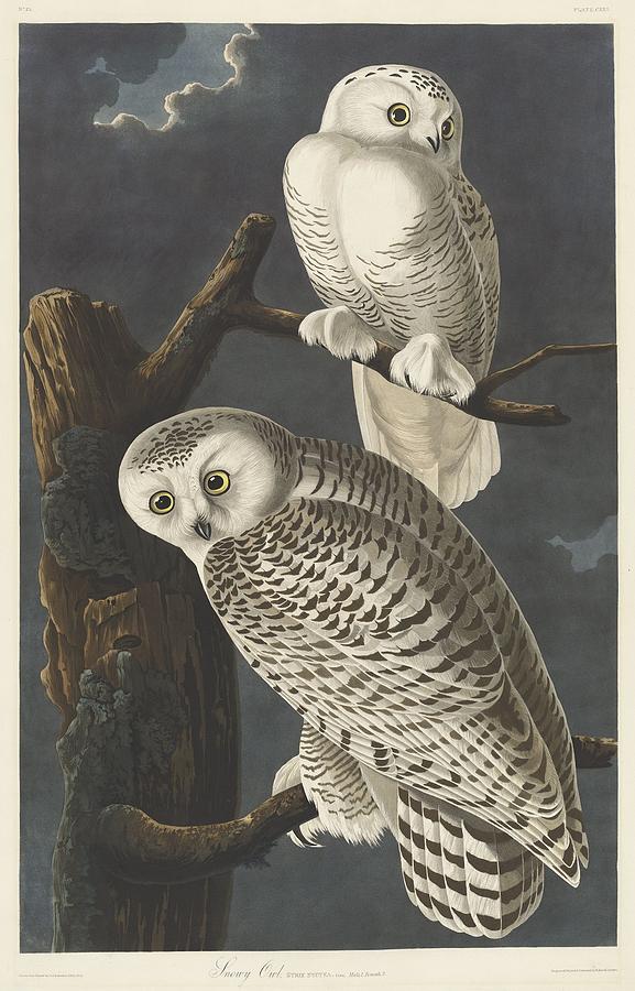John James Audubon Drawing - Snowy Owl #4 by Dreyer Wildlife Print Collections 