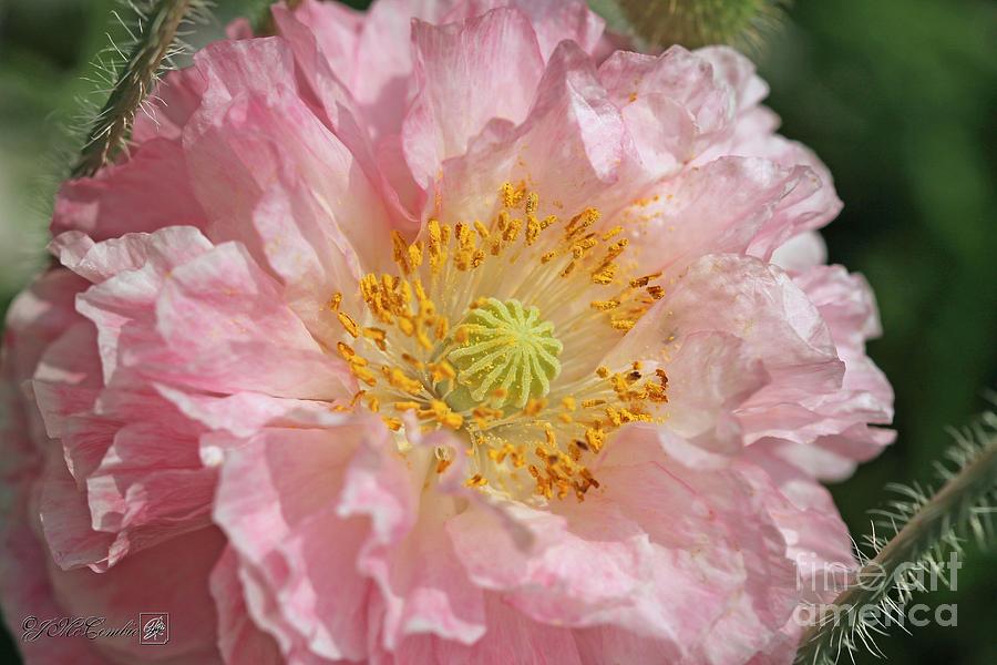 Soft Pink and White Poppy from the Angels Choir Mix #1 Photograph by J McCombie