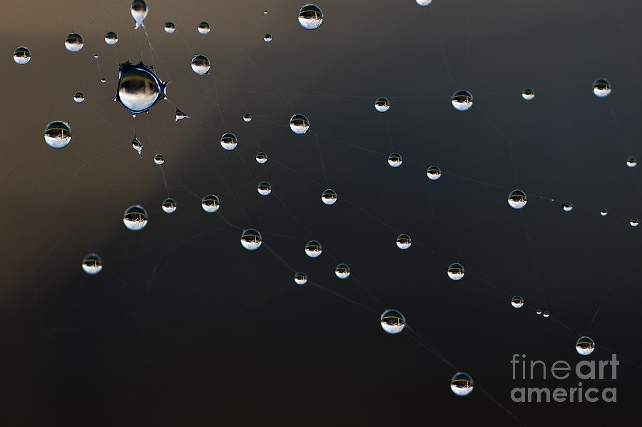 Spider Web Abstracts #4 Photograph by Jim Corwin