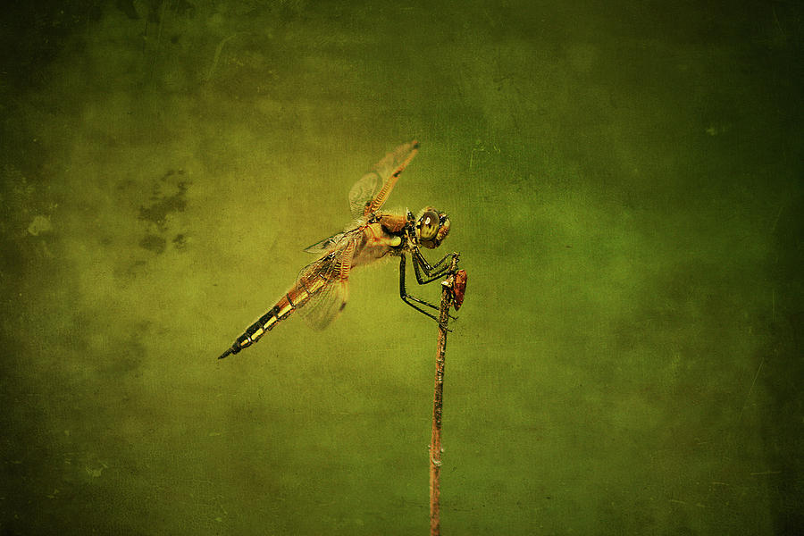 4 Spotted Skimmer Photograph by Cindi Ressler