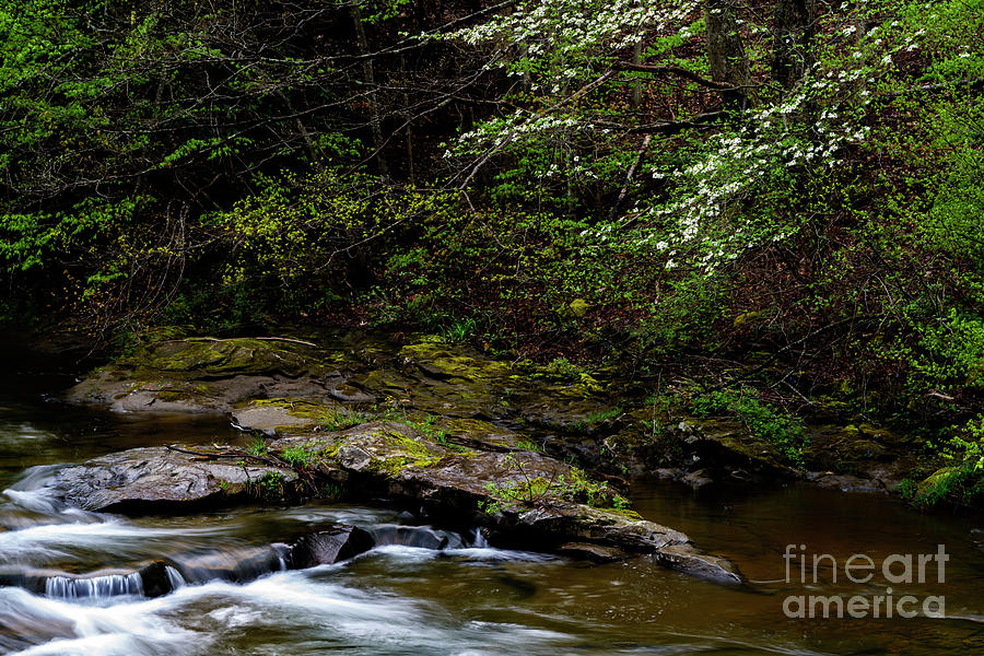 Spring along Birch River #4 Photograph by Thomas R Fletcher