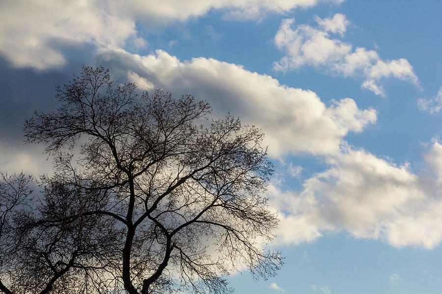 Spring Trees Clouds and Sky #4 Photograph by Robert Ullmann