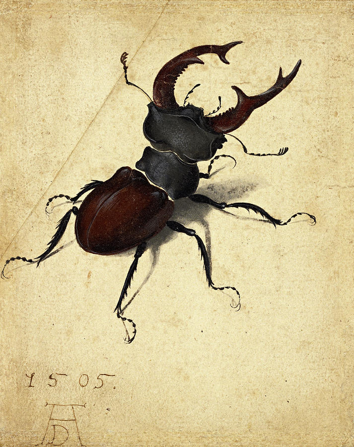 Albrecht Durer Painting - Stag Beetle #4 by Albrecht Durer