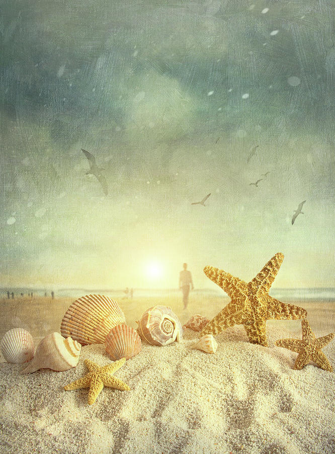 Nature Photograph - Starfish and seashells  at the beach #4 by Sandra Cunningham