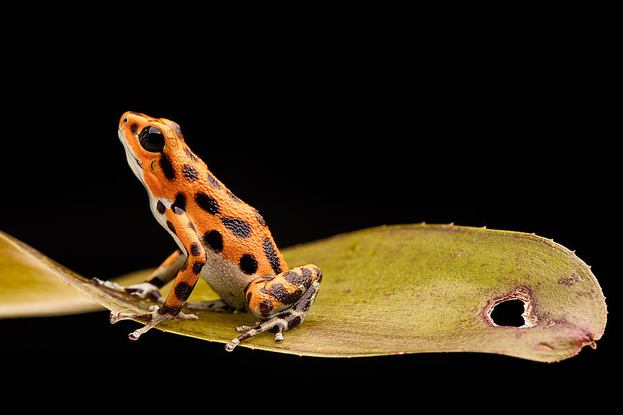 Strawberry Poison Dart Frog #4 Photograph by Dirk Ercken