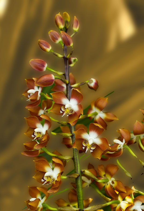 Stunning Orchids #4 Photograph by David French