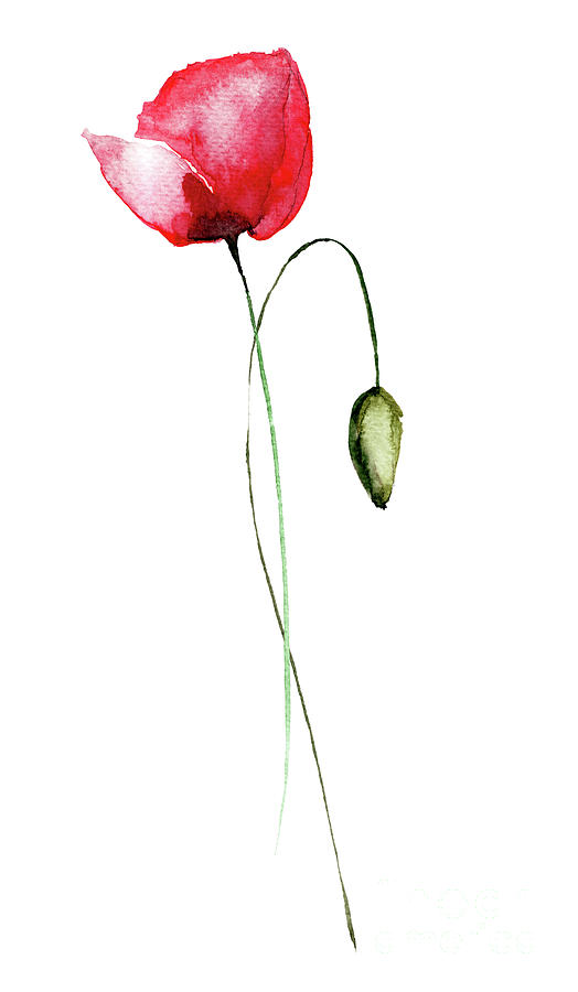 Stylized Poppy flowers illustration #5 Painting by Regina Jershova