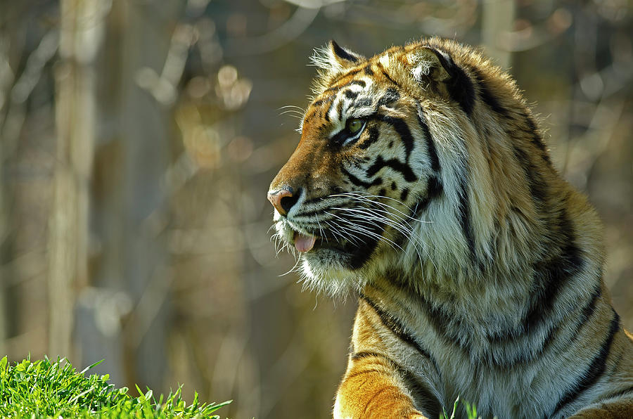 Sumatran Tiger #1 Photograph by JT Lewis