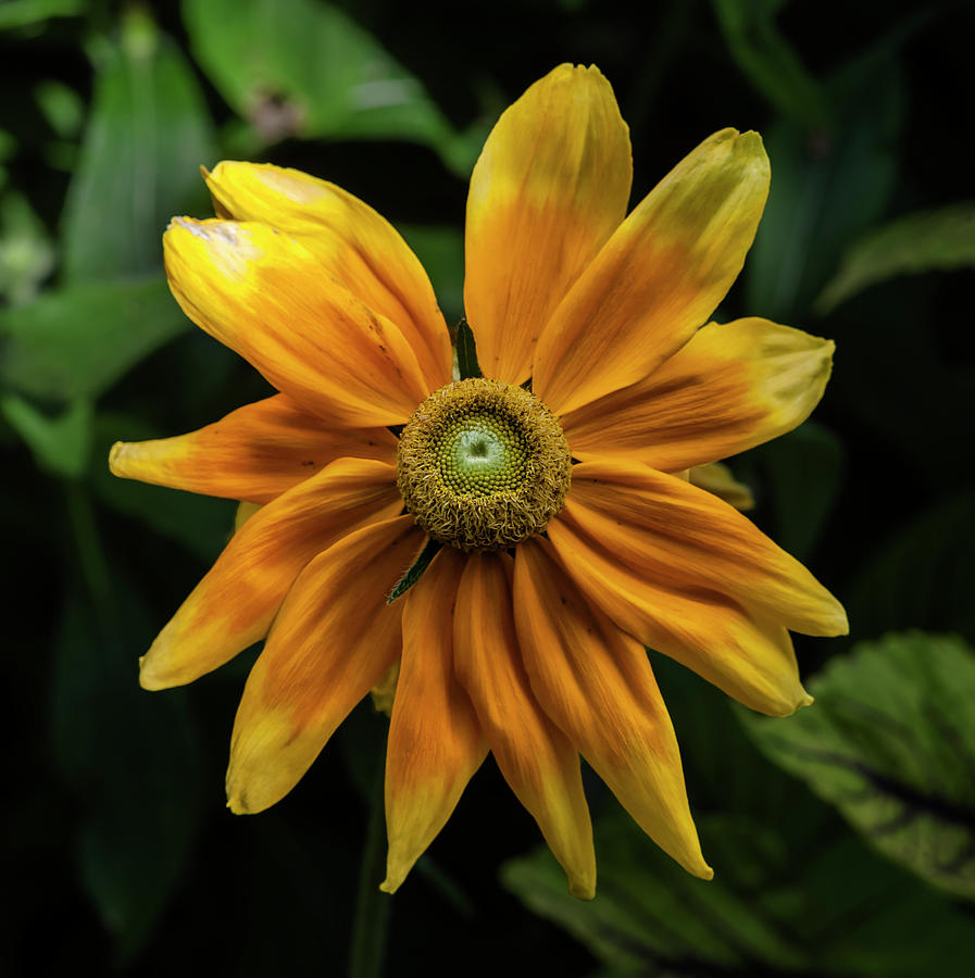 Summer Flower #4 Photograph by Robert Ullmann