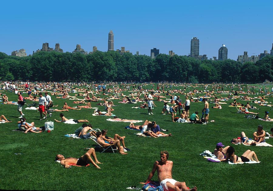 Heat Wave Photograph - Summer in Central Park by Carl Purcell.