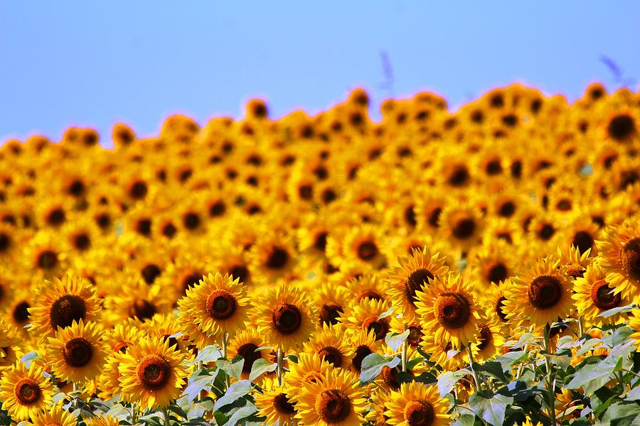 Sunflower #4 Photograph by Donn Ingemie