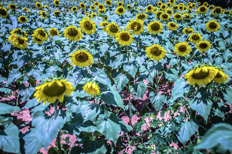 Sunflower Farm Field Landscape In South Carolina #4 Photograph by Alex Grichenko
