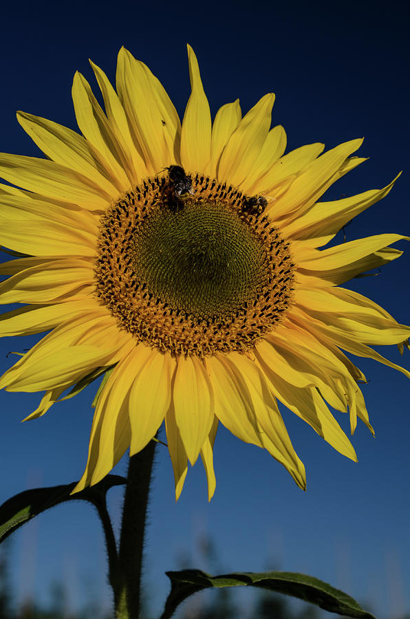 Sunflower Fields #4 Photograph by Miguel Winterpacht
