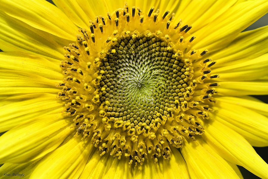 Sunflower Photograph - Sunflower #4 by Fran Gallogly