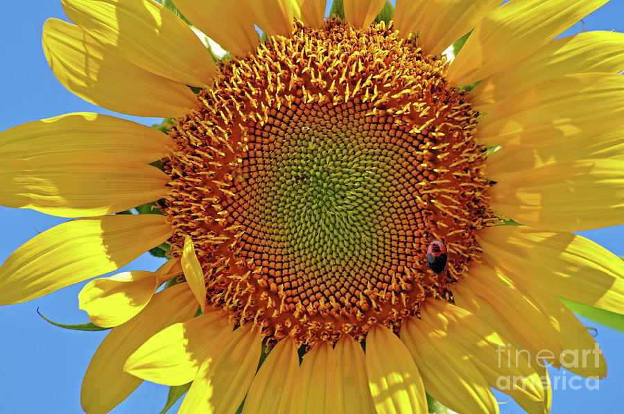 Sunflower #1 Photograph by Savannah Gibbs