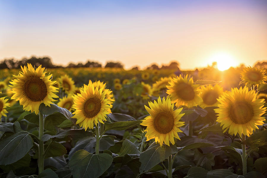 Sunflower Sunset #4 Photograph by Ryan Heffron