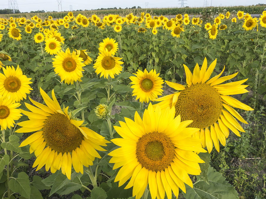 Sunflowers #4 Photograph by Josef Pittner