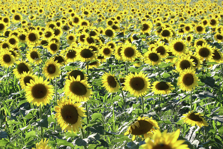 Sunflowers Mattituck New York #4 Photograph by Bob Savage